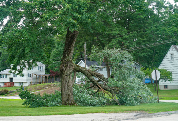 Best Tree and Shrub Care  in Watkins Glen, NY