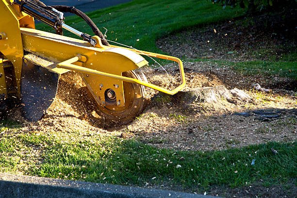 How Our Tree Care Process Works  in  Watkins Glen, NY